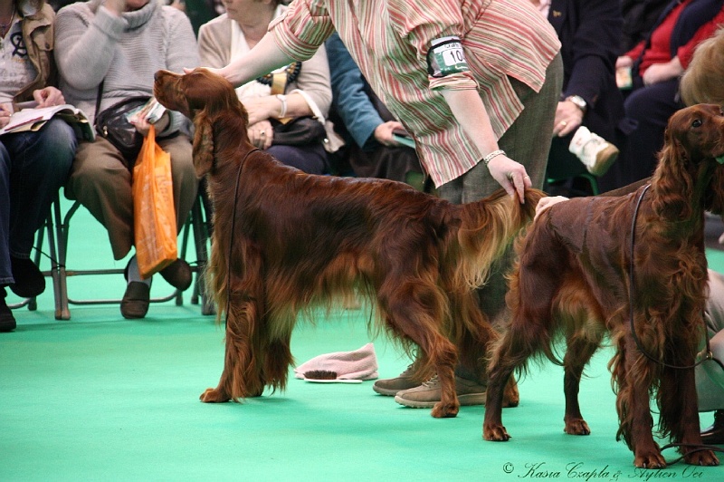 Crufts2011 365.jpg